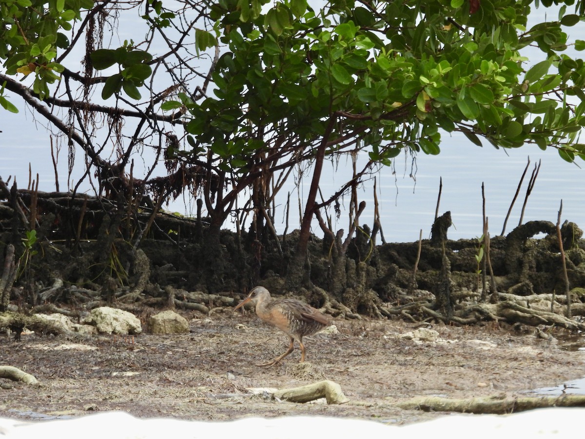 Clapper Rail - ML641383180