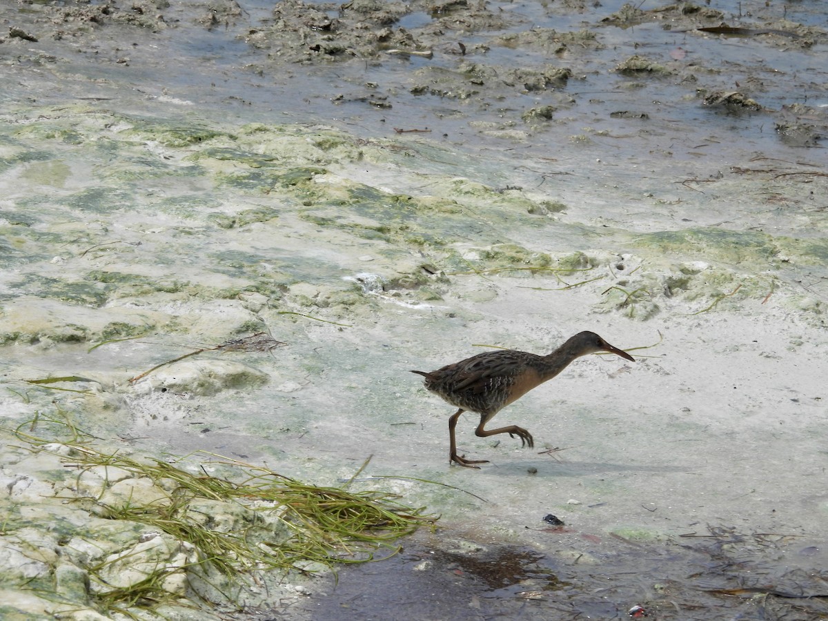 Clapper Rail - ML641383181