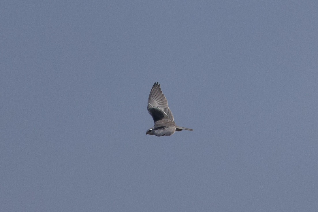 Black-winged Kite - ML641383202