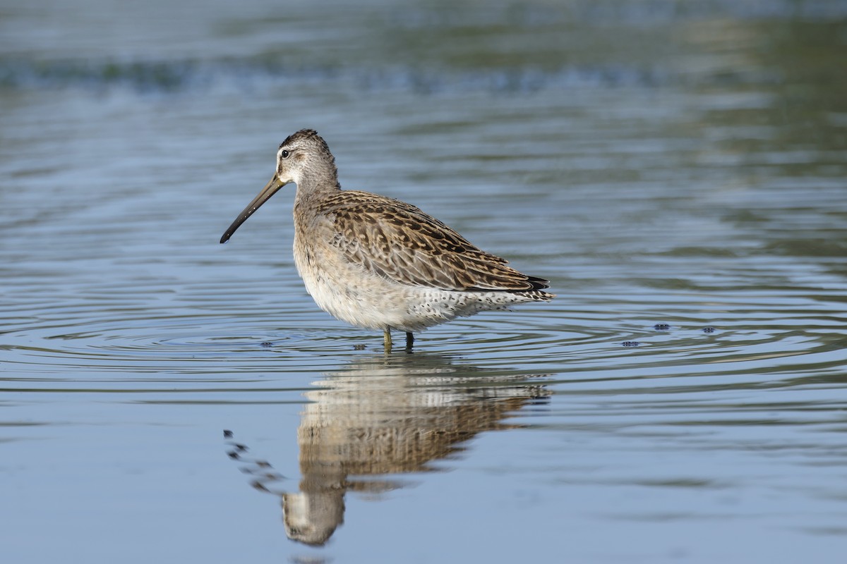 Moorschlammläufer - ML641383217