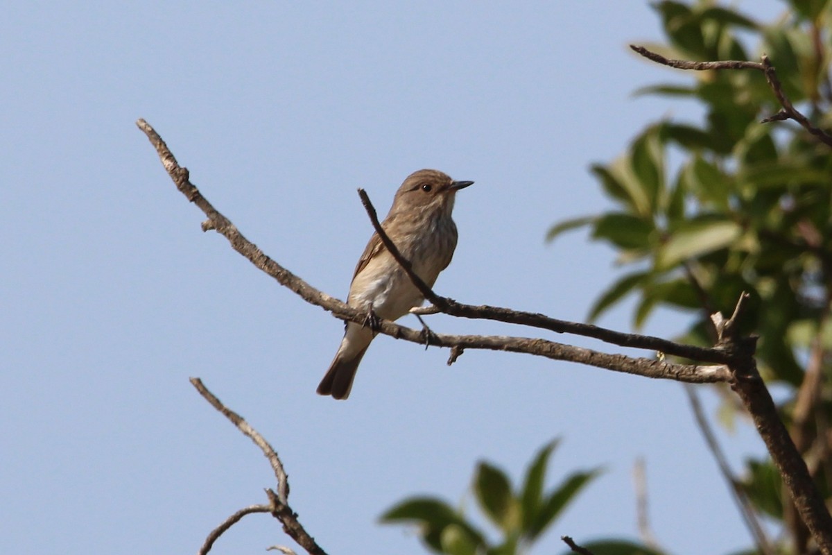 Spotted Flycatcher - ML641383219