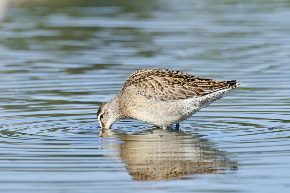 Moorschlammläufer - ML641383220