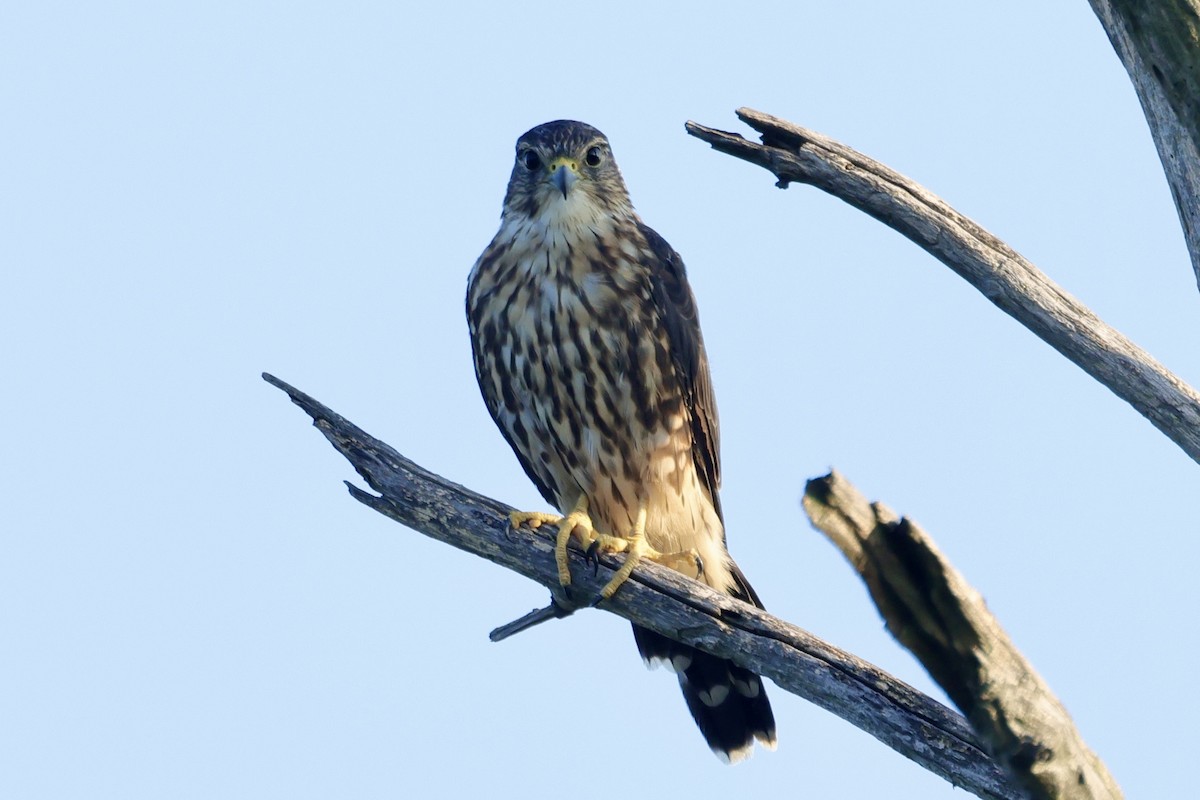 Merlin - ML641383227