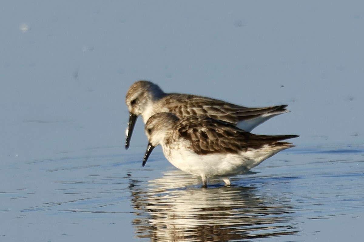 Bergstrandläufer - ML641383230