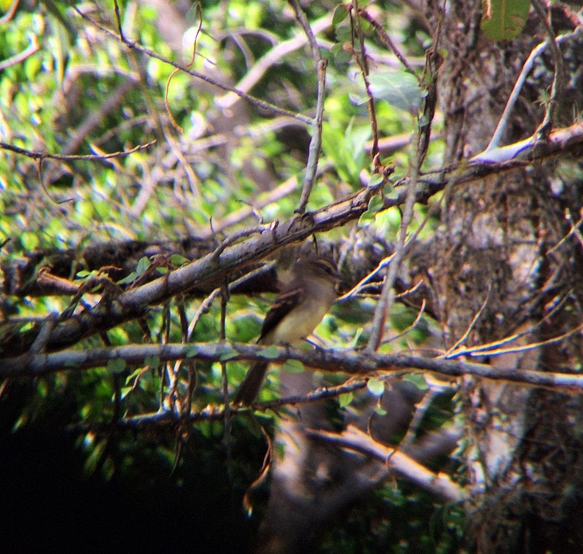 Fuscous Flycatcher - ML641383243