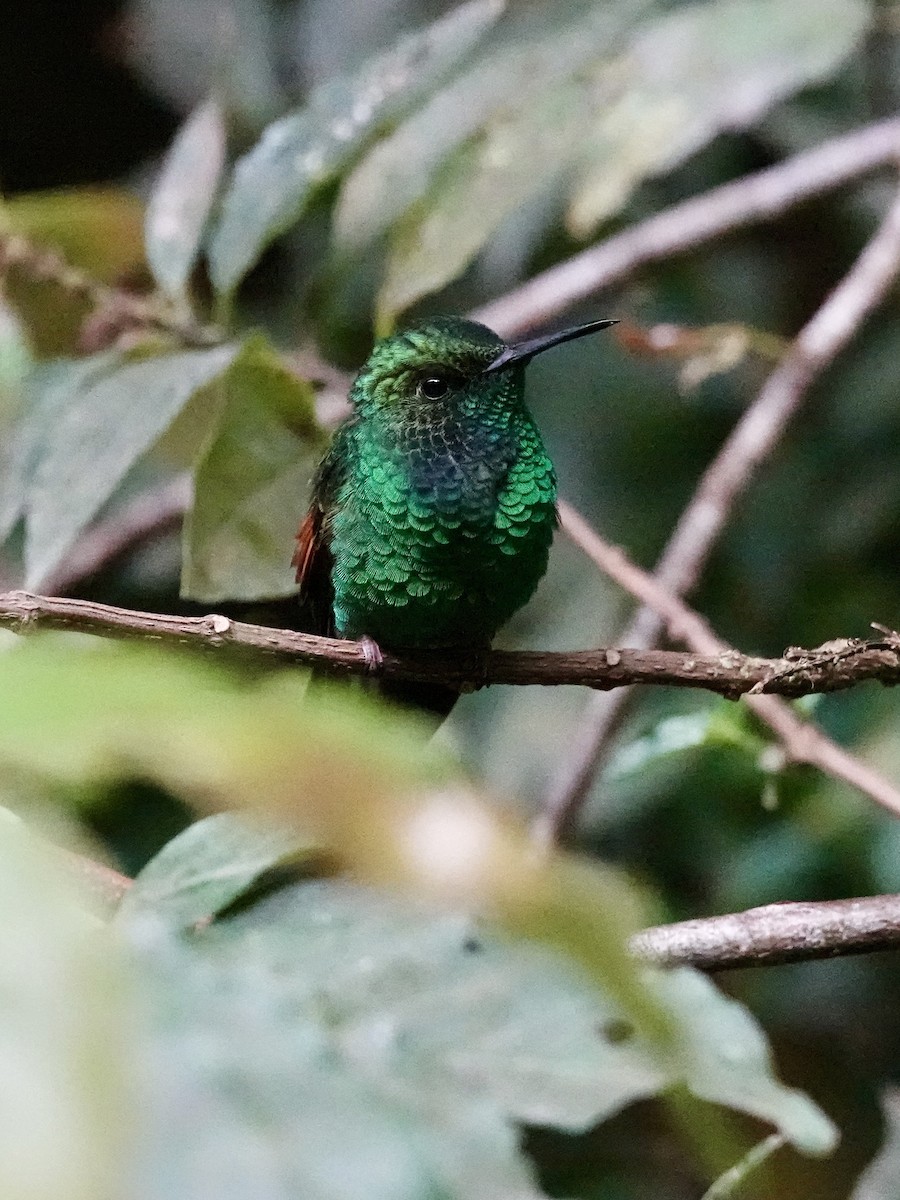 Stripe-tailed Hummingbird - ML641383247