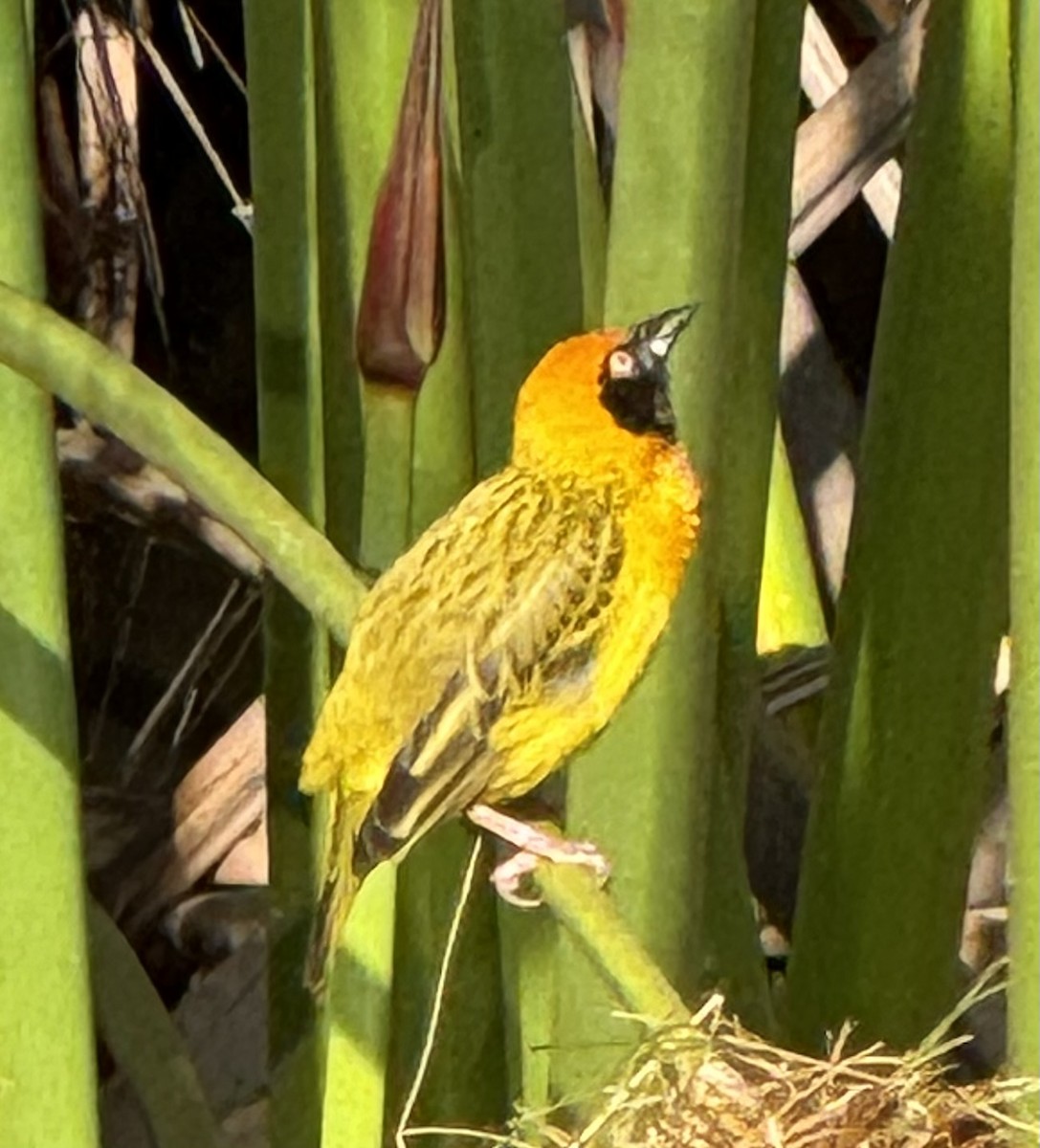 Speke's Weaver - ML641383269