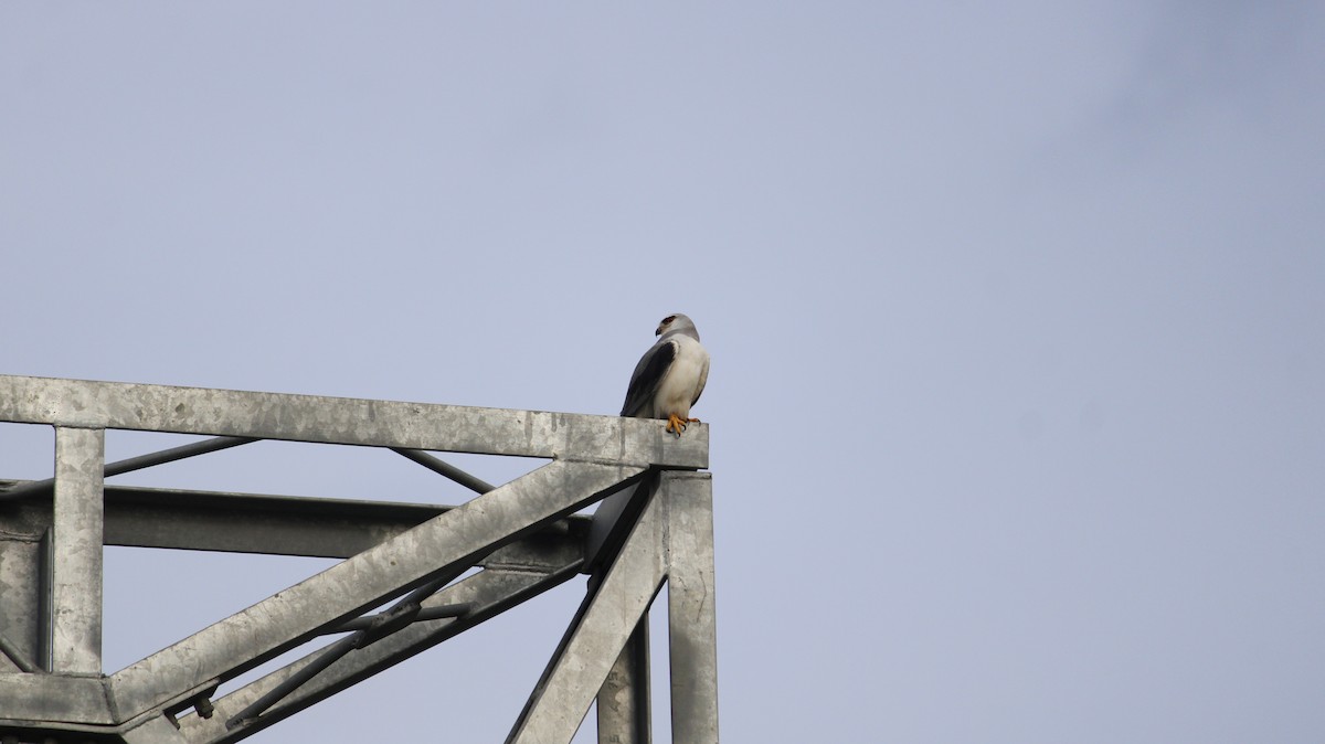 Black-winged Kite - ML641383303