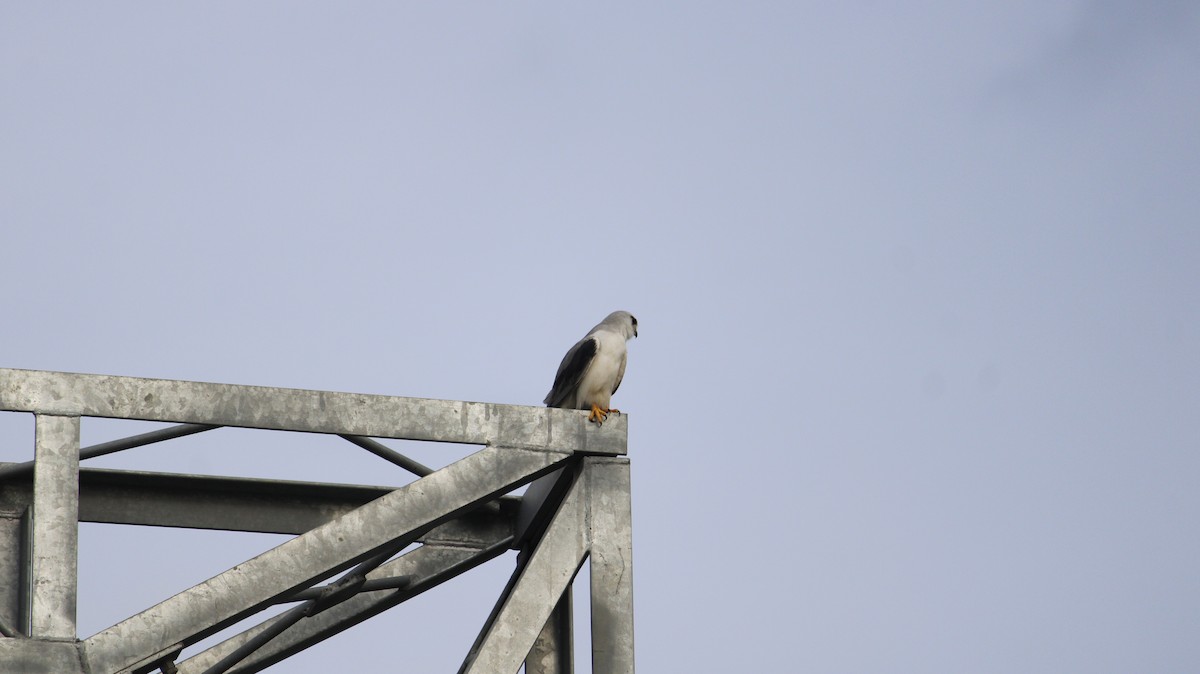 Black-winged Kite - ML641383304