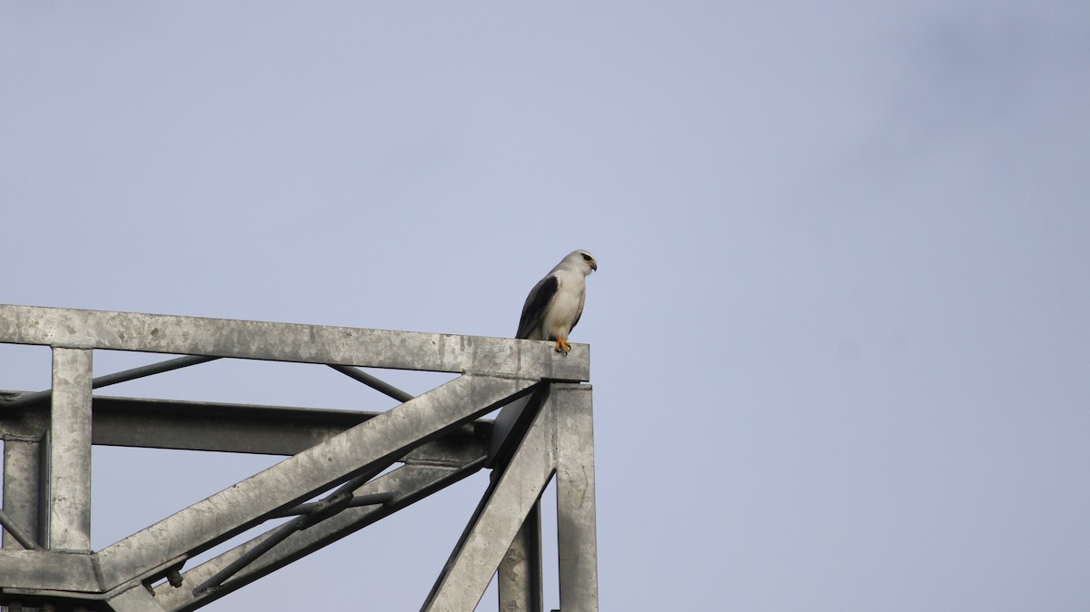 Black-winged Kite - ML641383305