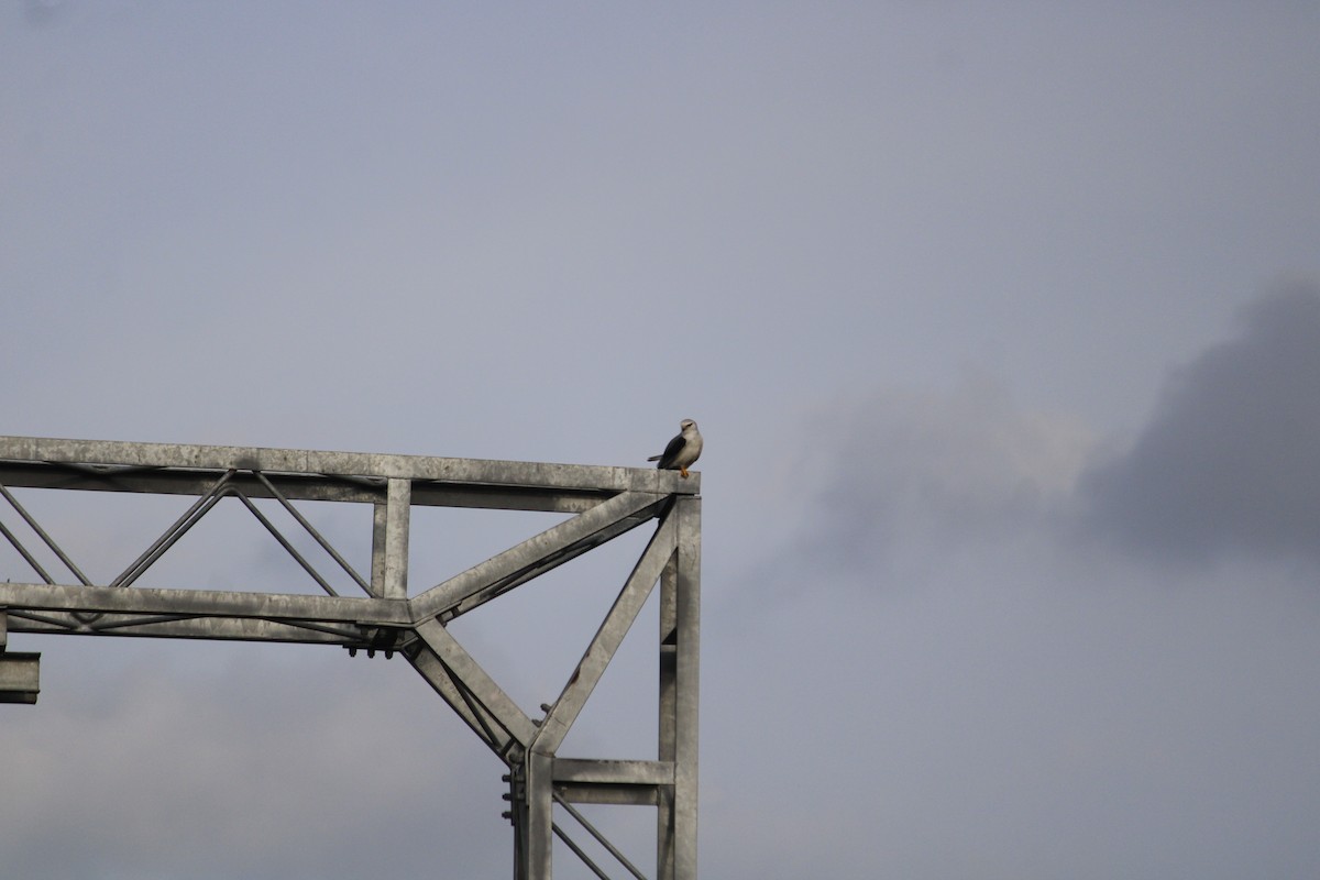 Black-winged Kite - ML641383306