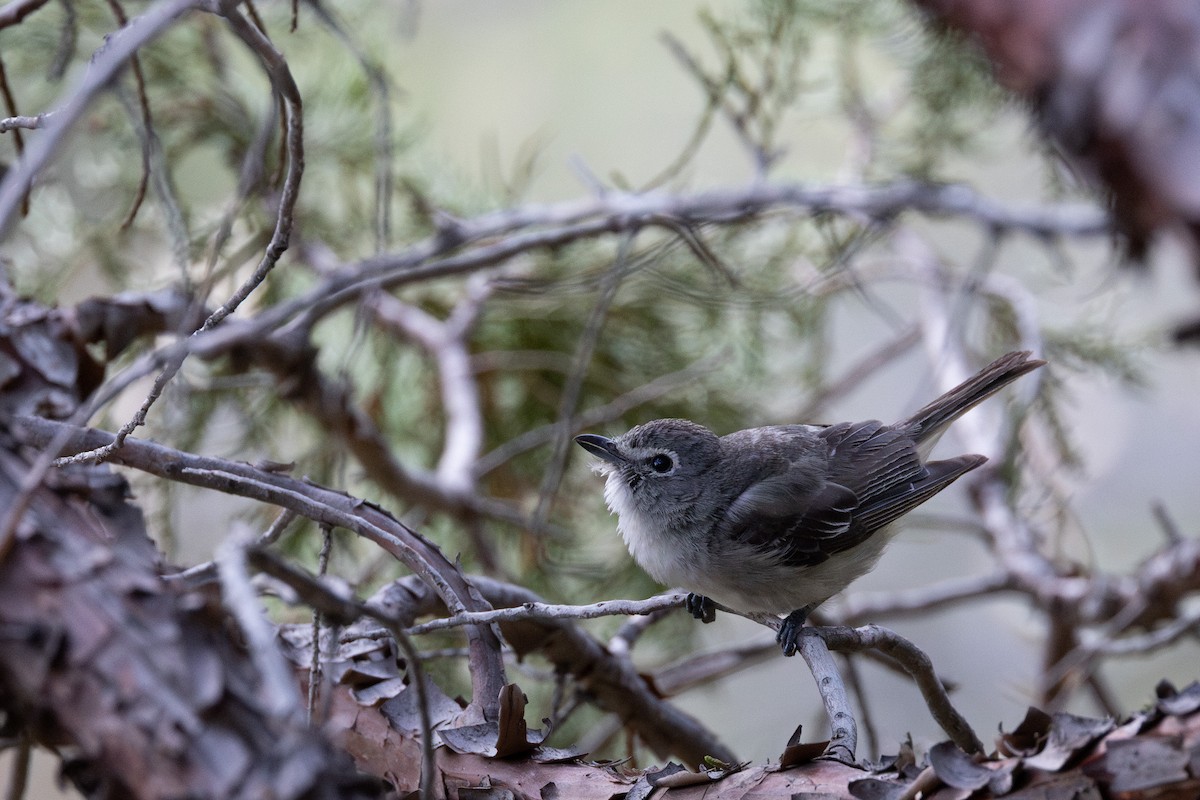 Plumbeous Vireo - ML641383308