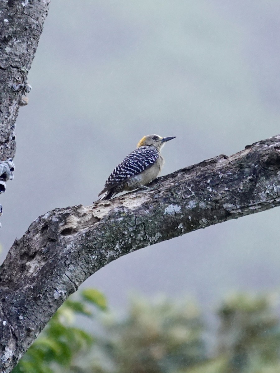 Hoffmann's Woodpecker - ML641383338