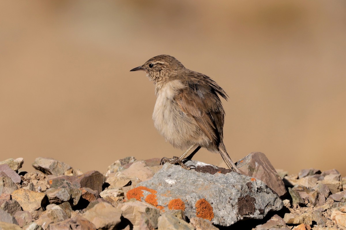 Streak-throated Canastero - ML641383344