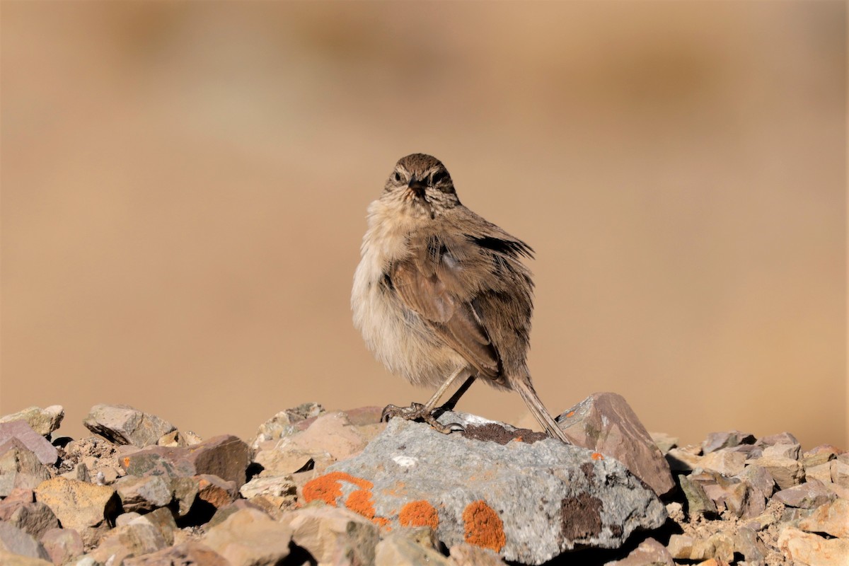Streak-throated Canastero - ML641383345