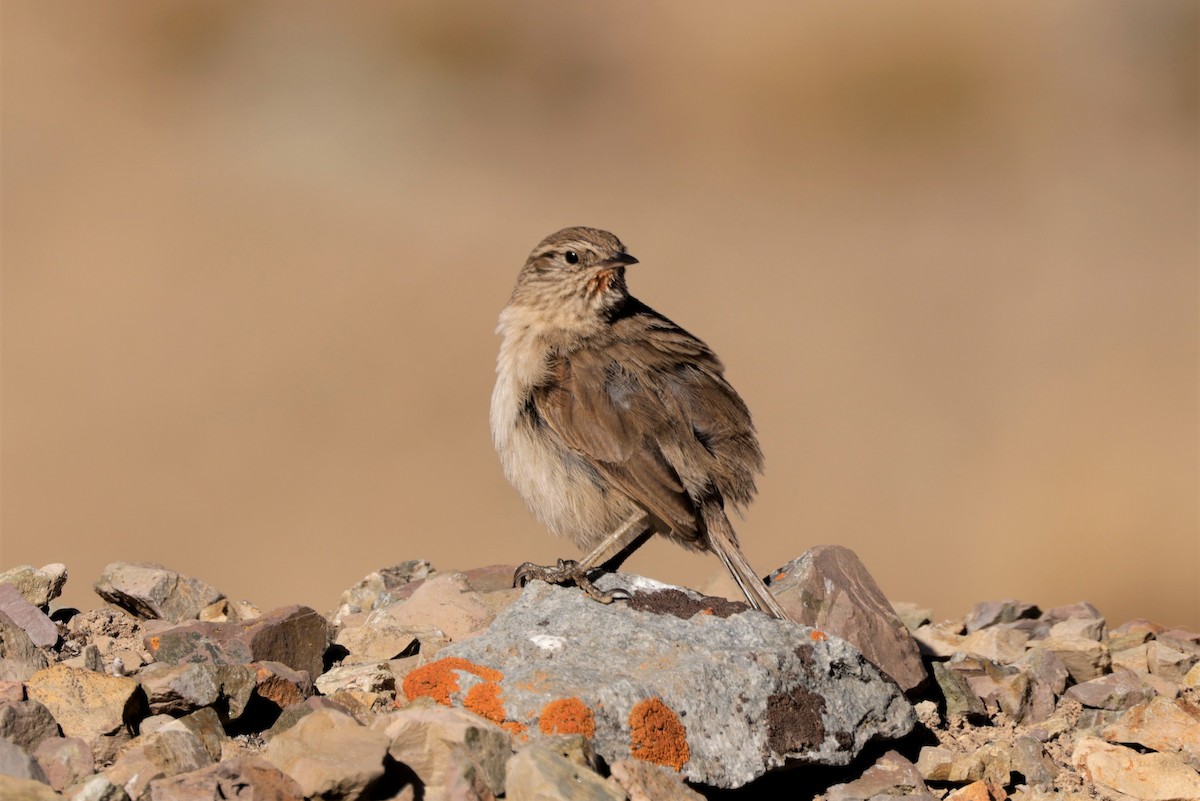 Streak-throated Canastero - ML641383346