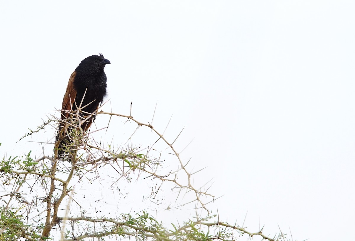 Black Coucal - ML641383353
