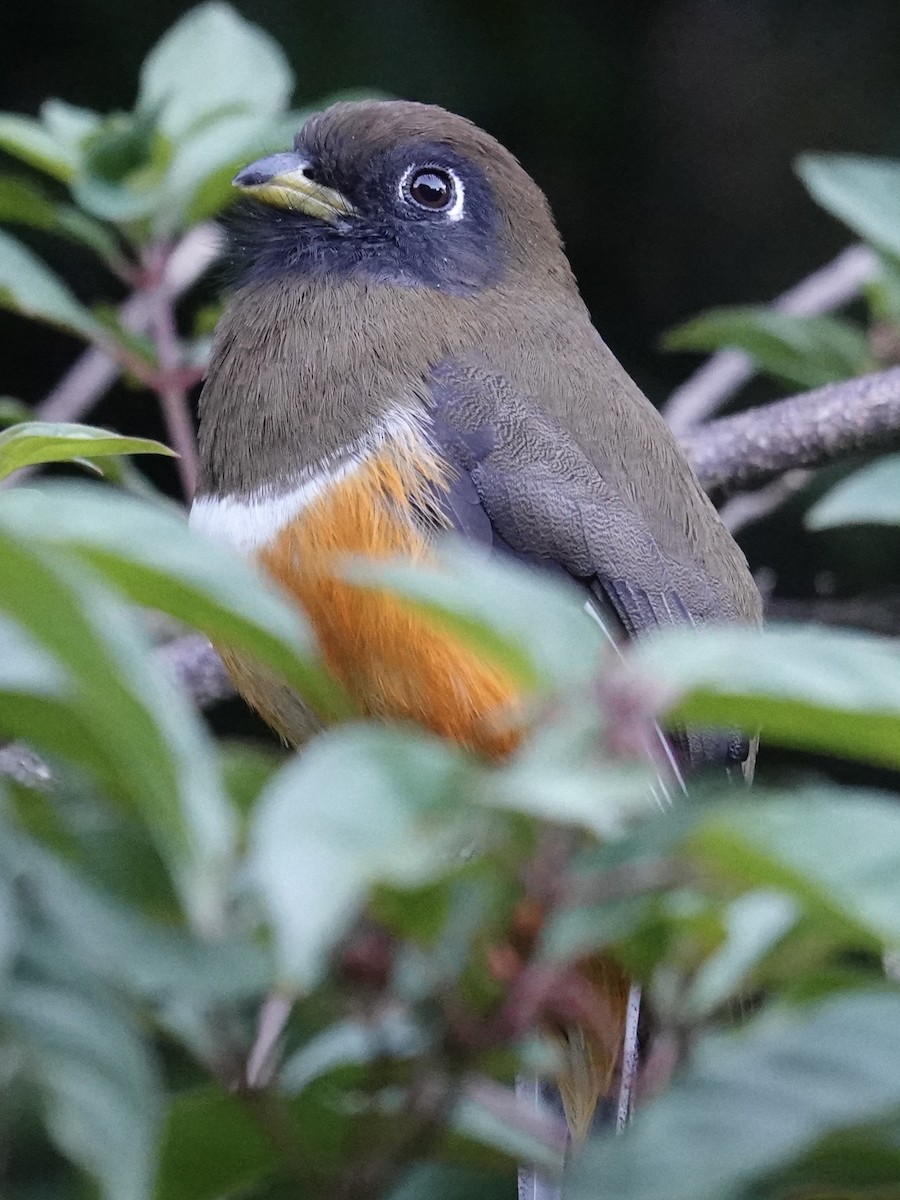 Collared Trogon (Orange-bellied) - ML641383358