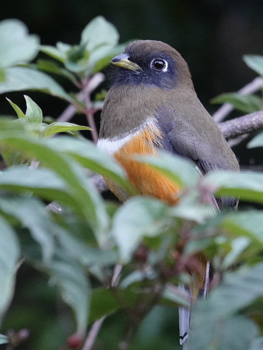 Collared Trogon (Orange-bellied) - ML641383359