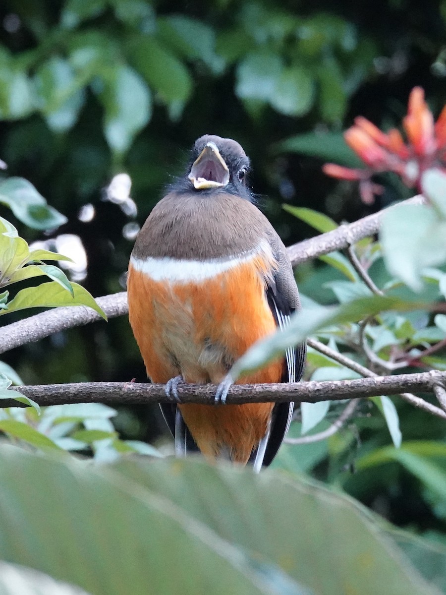 Collared Trogon (Orange-bellied) - ML641383360