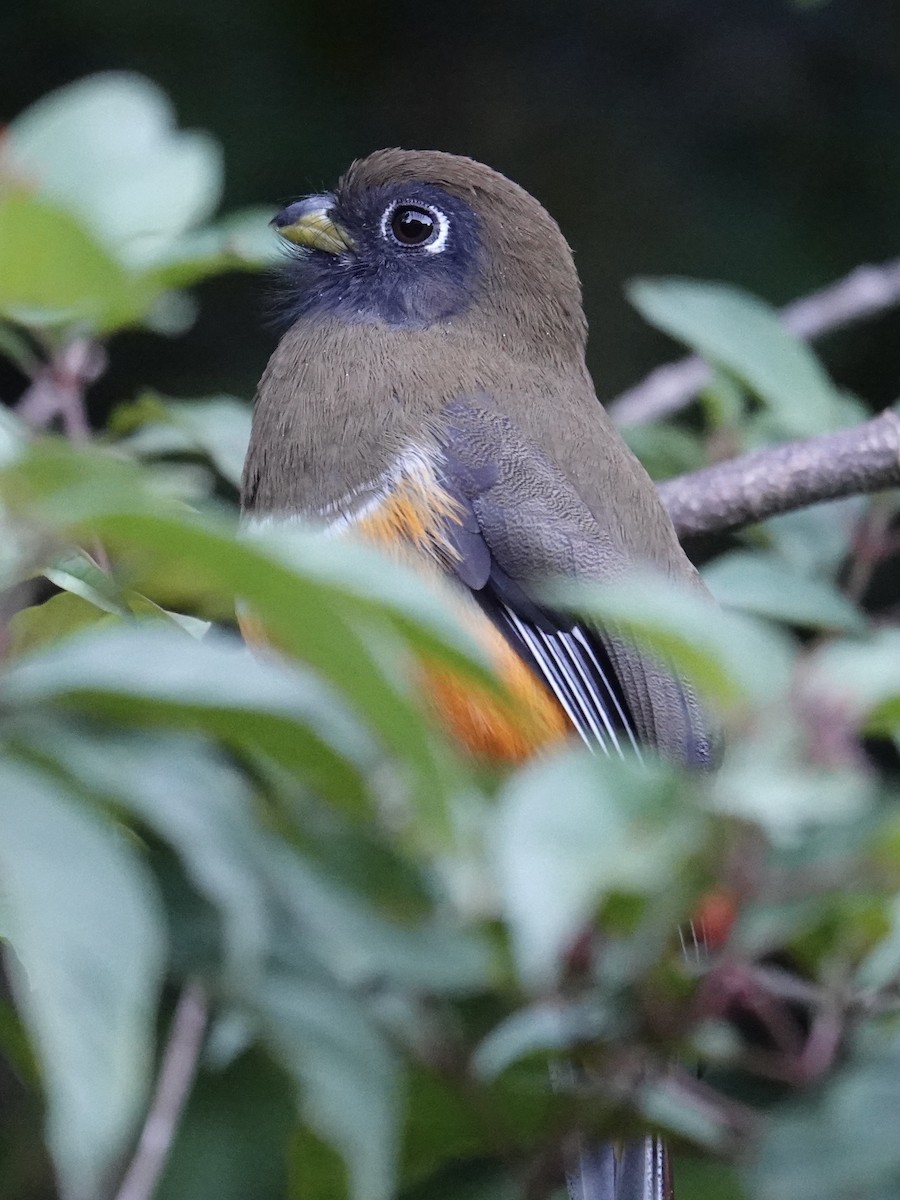 Collared Trogon (Orange-bellied) - ML641383361