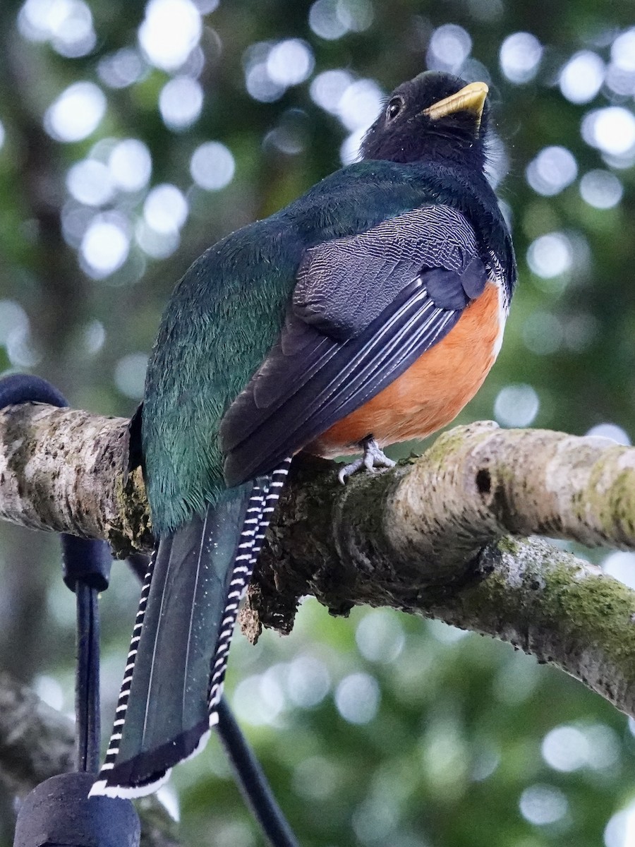 Collared Trogon (Orange-bellied) - ML641383362
