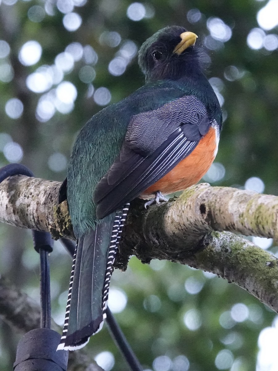Collared Trogon (Orange-bellied) - ML641383363