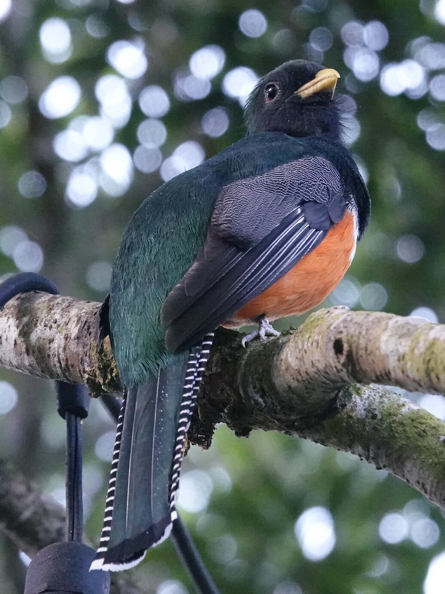 Collared Trogon (Orange-bellied) - ML641383365