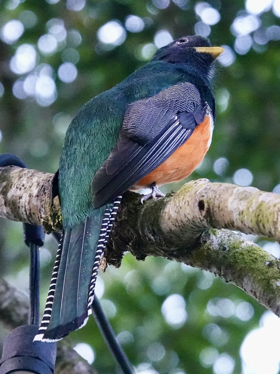 Collared Trogon (Orange-bellied) - ML641383366
