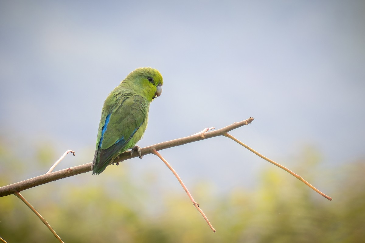 Mexican Parrotlet - ML641383379
