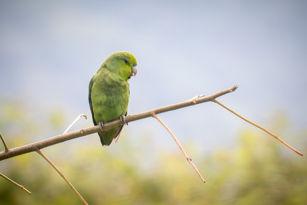 Mexican Parrotlet - ML641383380