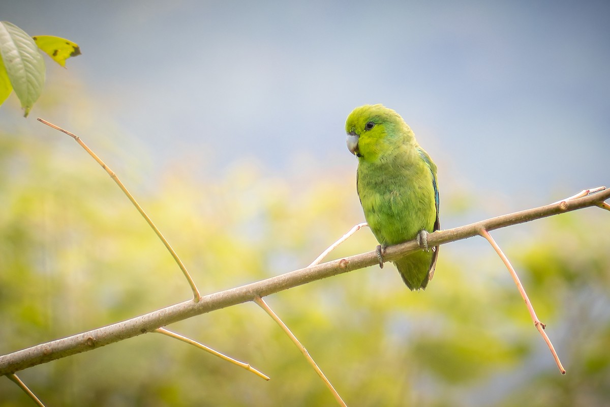 Mexican Parrotlet - ML641383381