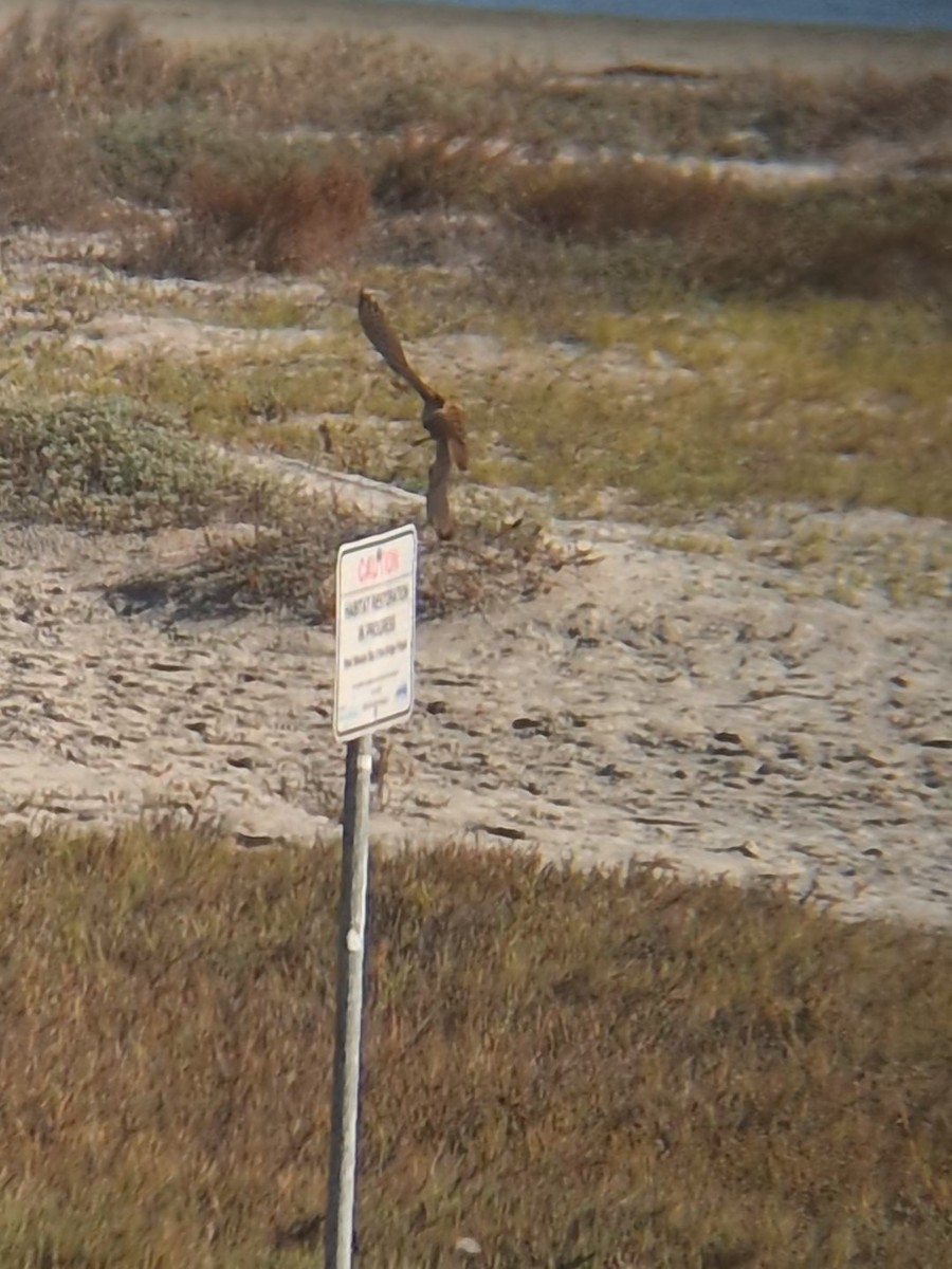 American Kestrel - ML641383383