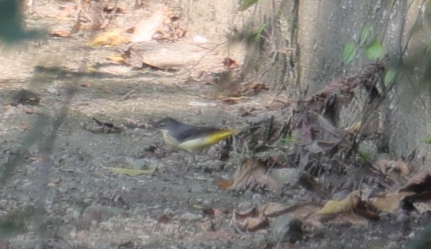 Gray Wagtail - ML641383408