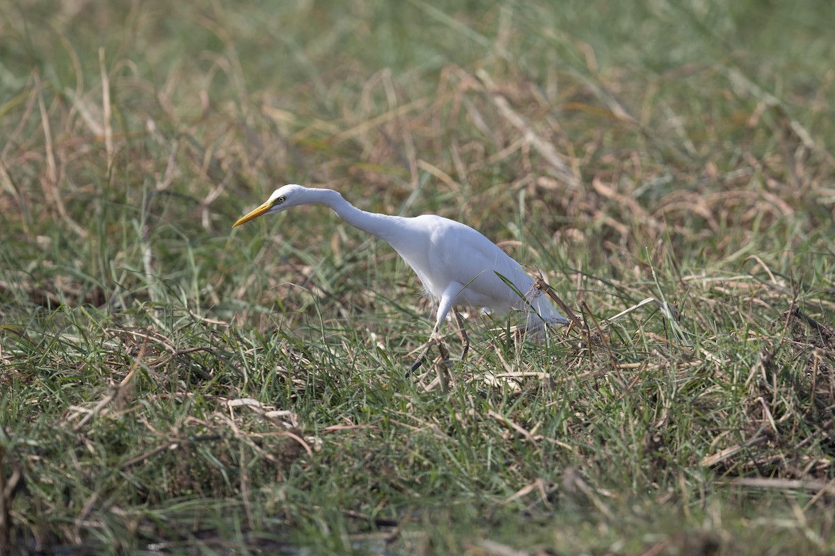 Yellow-billed Egret - ML641383409