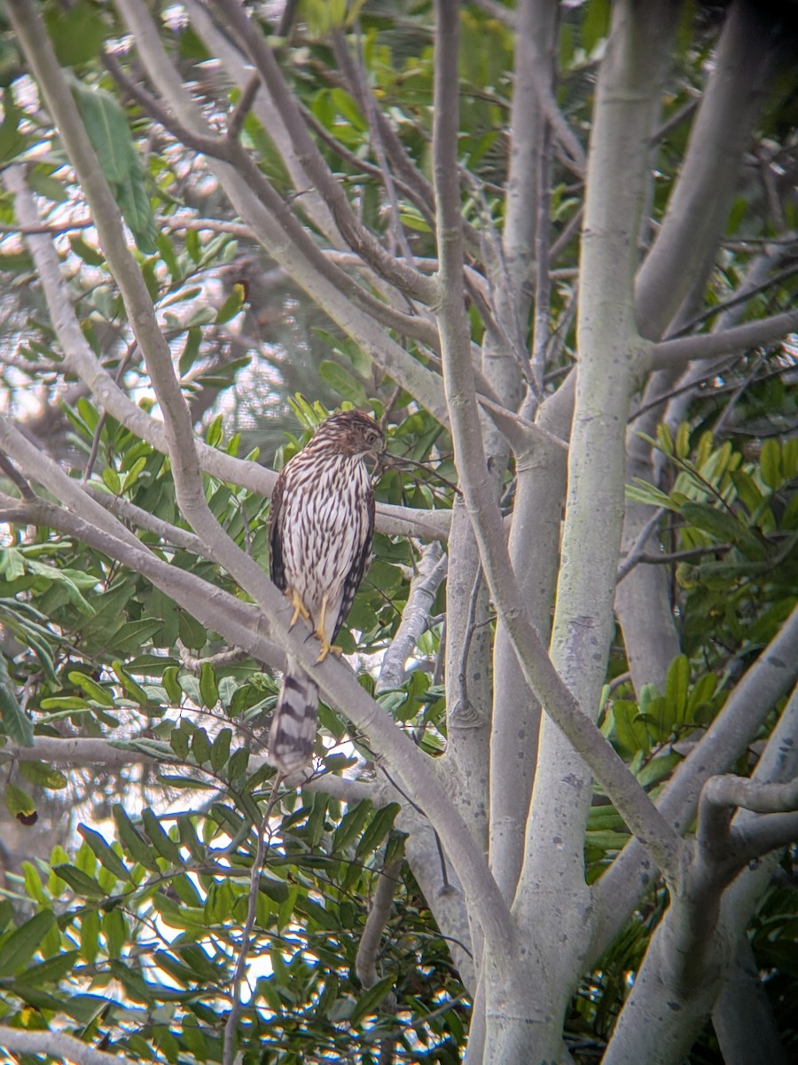 Cooper's Hawk - ML641383430
