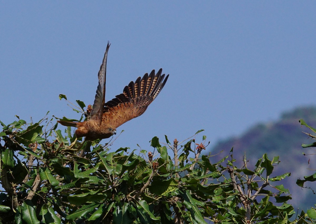 Fox Kestrel - ML641383460