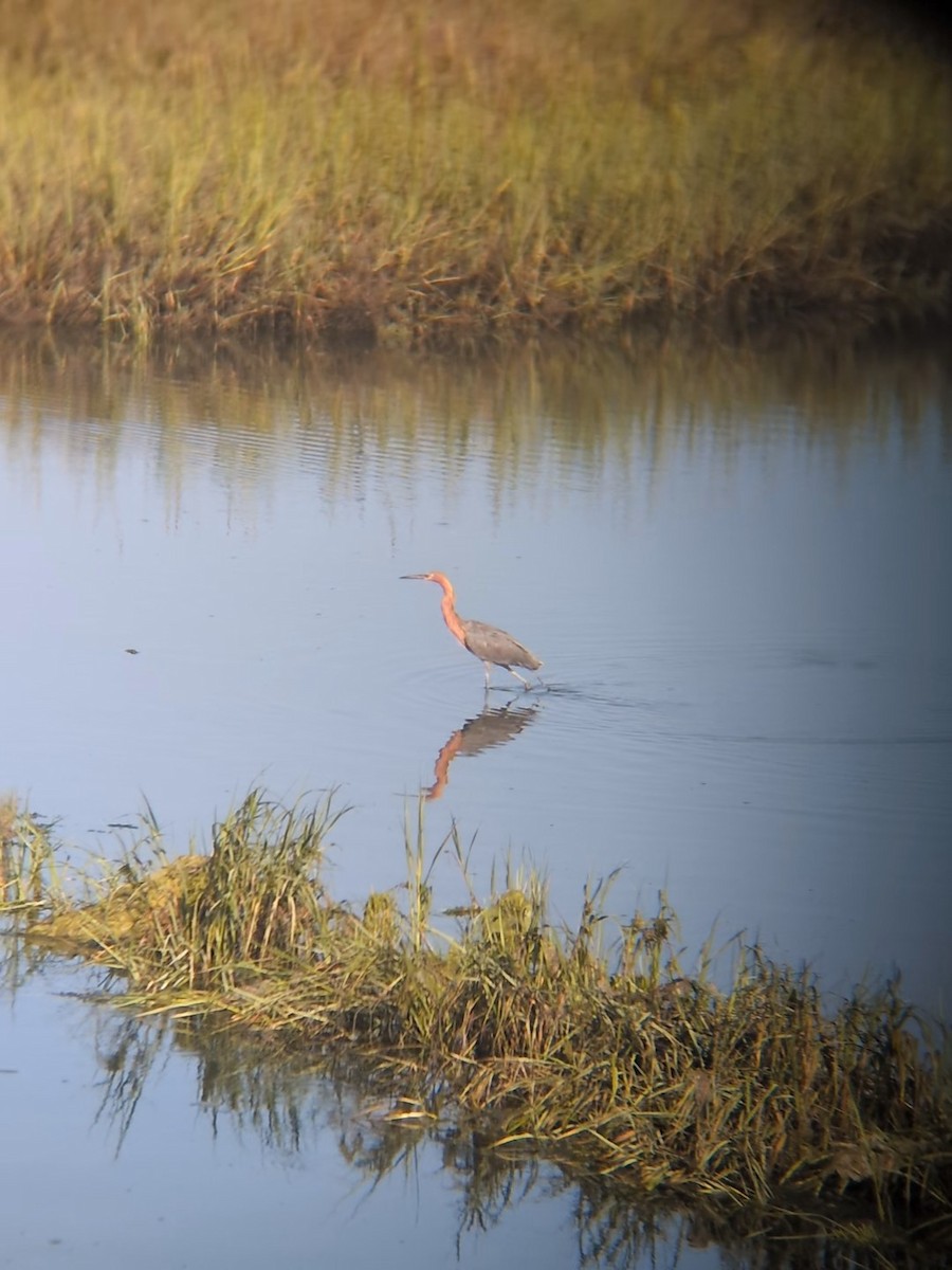 Reddish Egret - ML641383461