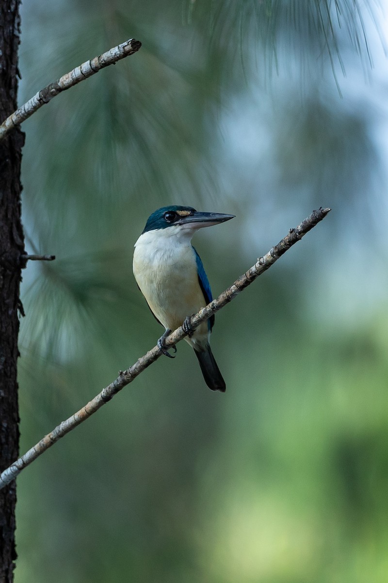 Collared Kingfisher - ML641383462