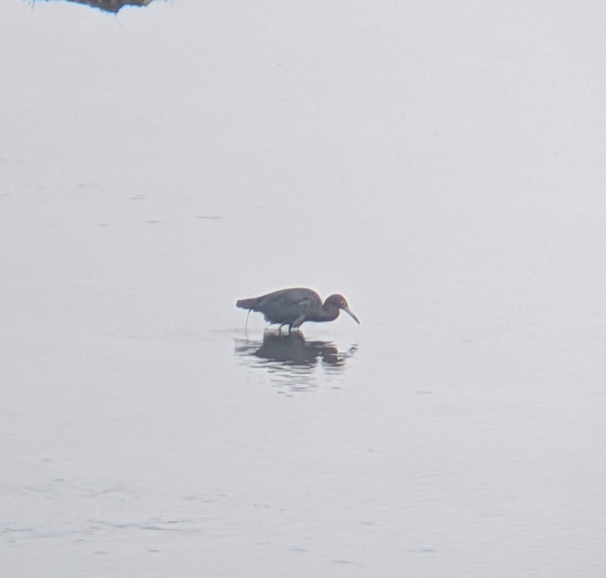 Little Blue Heron - ML641383465