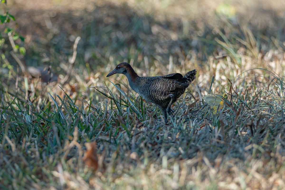 Slaty-breasted Rail - ML641383466