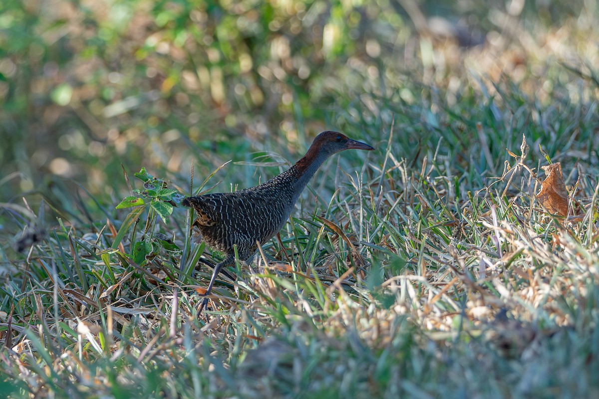 Slaty-breasted Rail - ML641383467