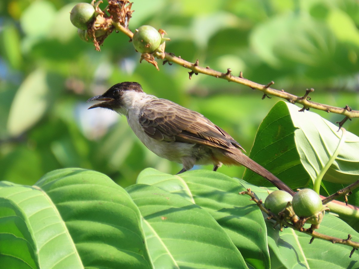 Bulbul urre-ipurdia - ML641383539