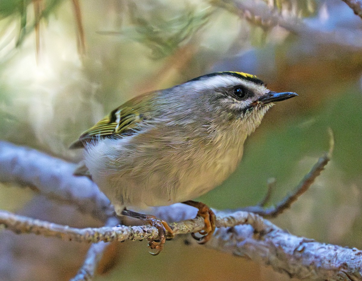 Golden-crowned Kinglet - ML641383591