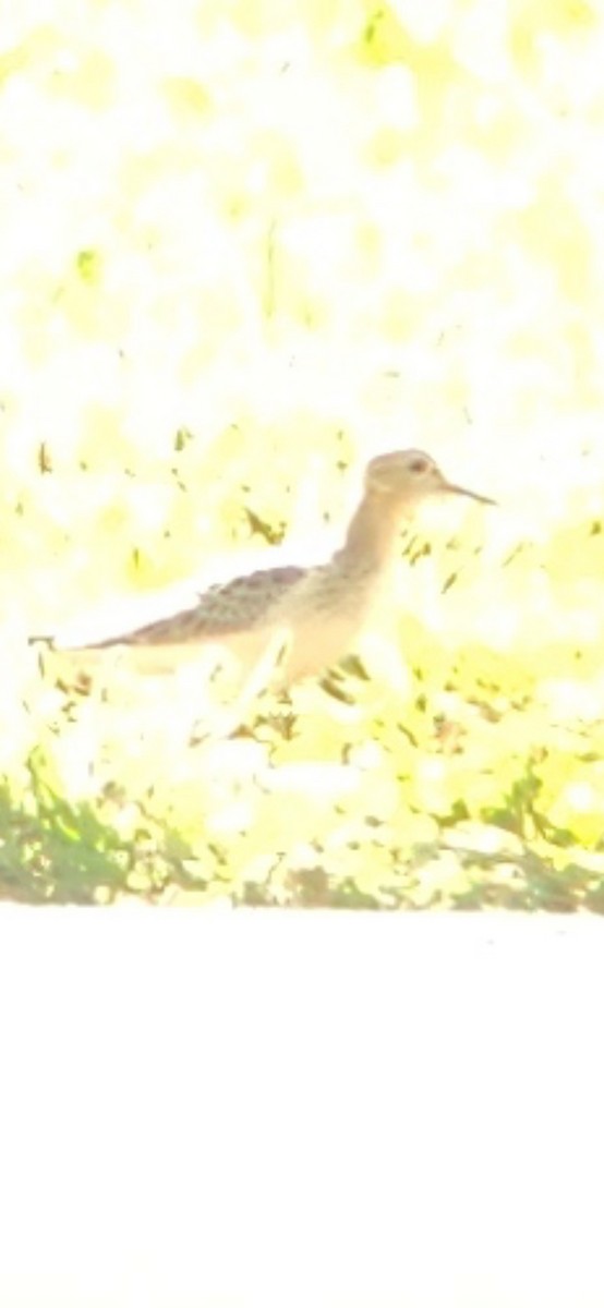 Buff-breasted Sandpiper - ML641383594