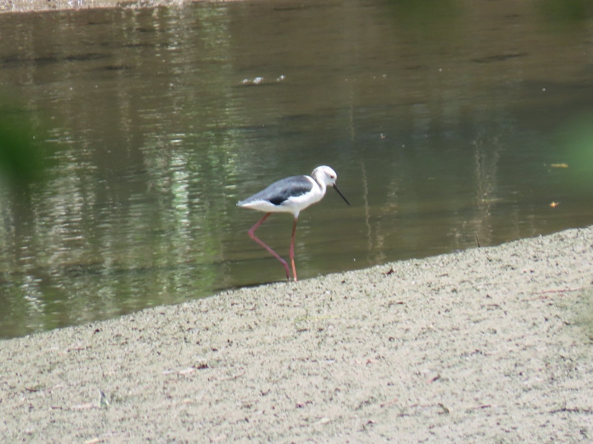Black-winged Stilt - ML641383601