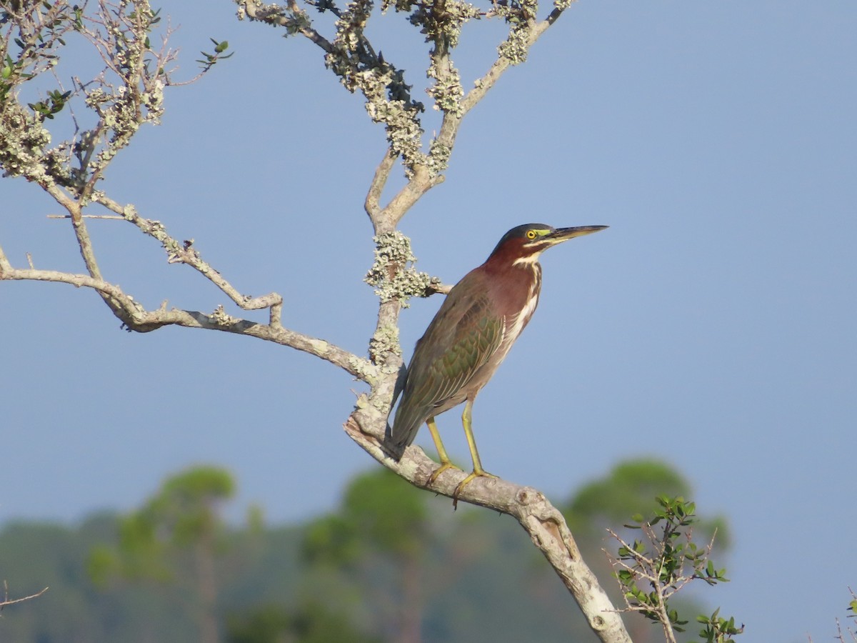 Green Heron - ML641383606