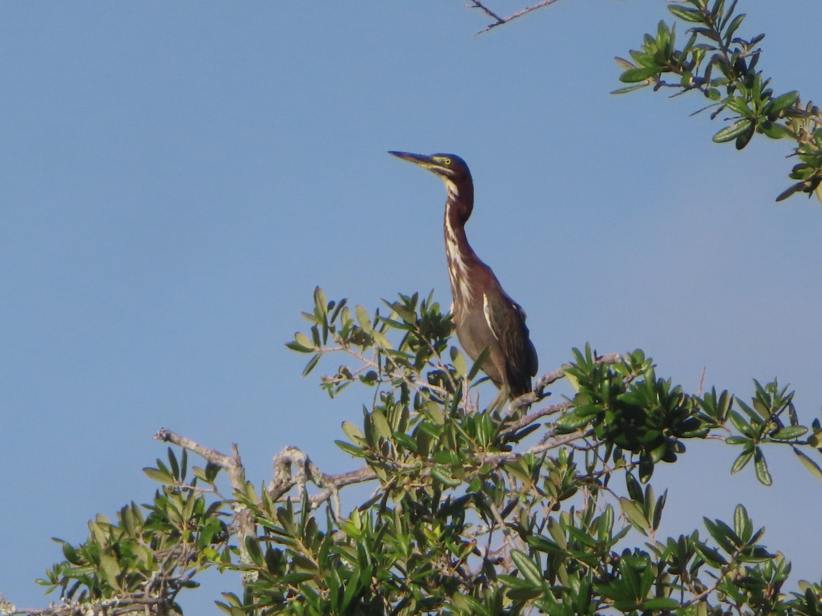 Green Heron - ML641383607
