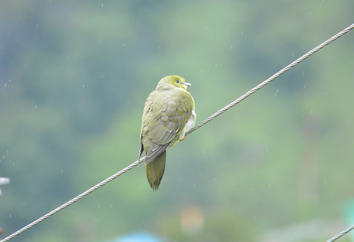 Wedge-tailed Green-Pigeon - ML641383609