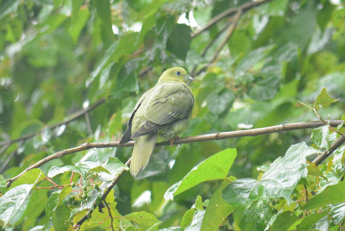 Wedge-tailed Green-Pigeon - ML641383610